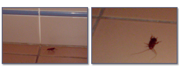 Hyatt Regency Coolum cockroaches in shower- Jonar Nader